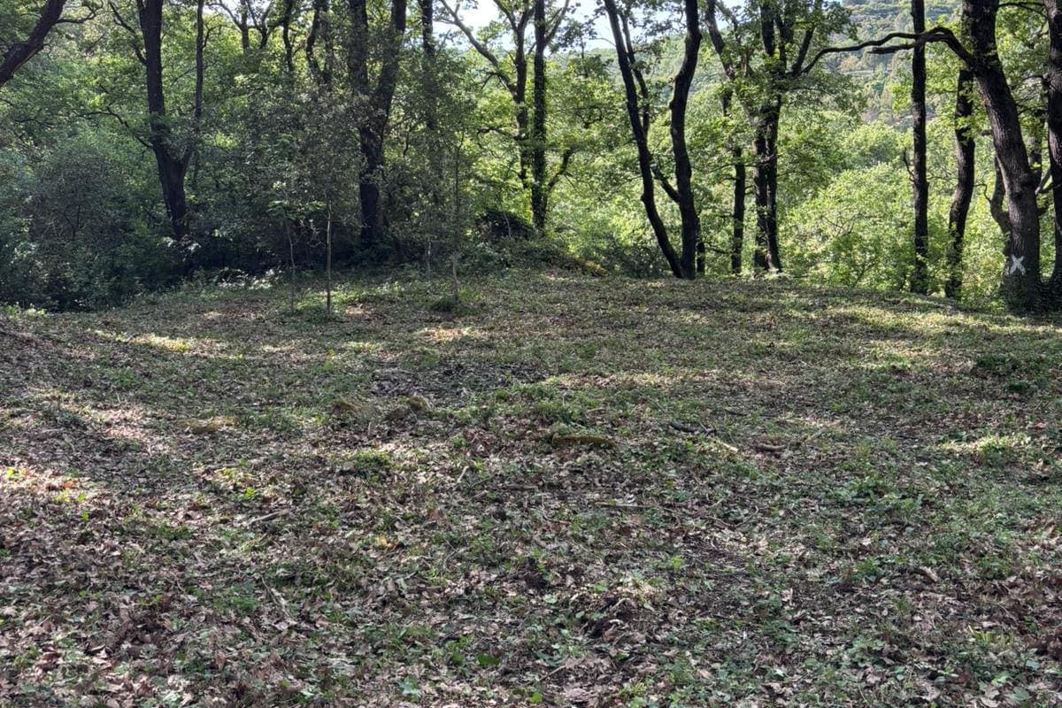 clairière dans une forêt de chêne - Photo 1